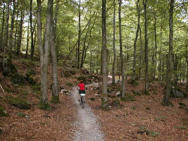 Roz riding on singletrack in beech forest, ground carpeted with brown beech leaves.