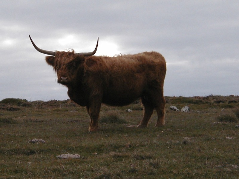 Very hairy cattle with huge sharp horns, looking straight at the camera.