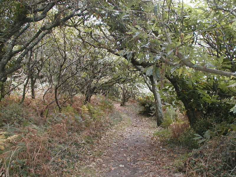 Path hemmed in by oak trees on either side.