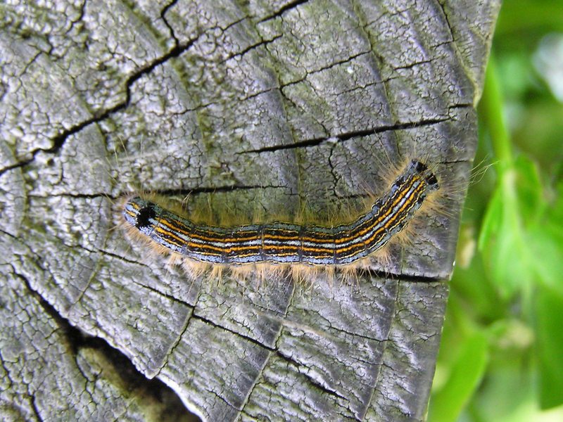 Close up of caterpillar with detailed light blue, orange, and black stripes.
