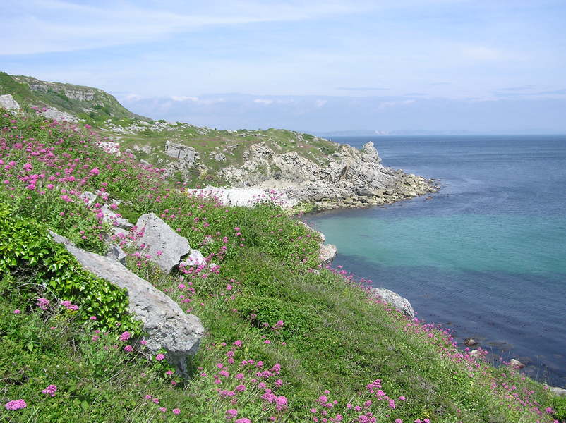 View across hillside covered in bushes and pink flowers.