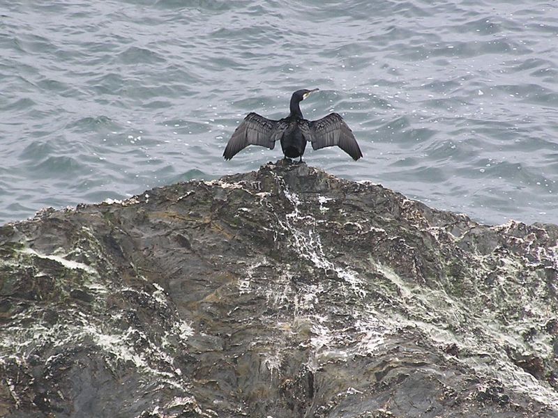 Large black bird with outstretched wings standing on white streaked rock.