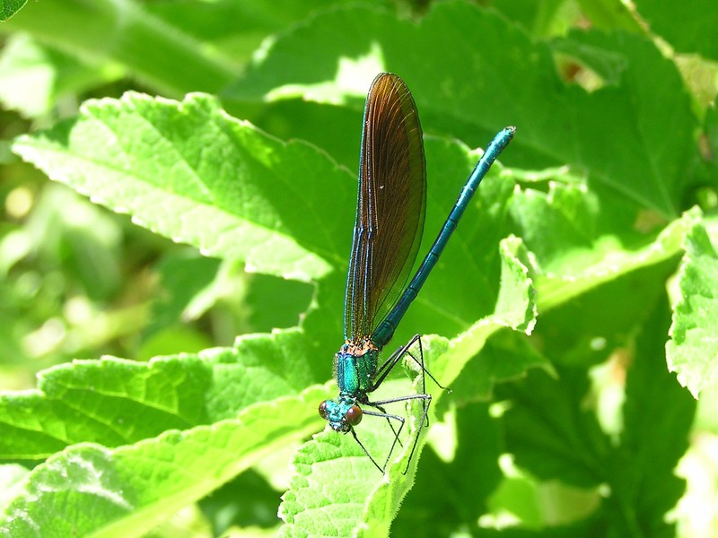 Close up of insect, vivid turquoise body, six legs, large eyes, translucent wings tucked together above body.