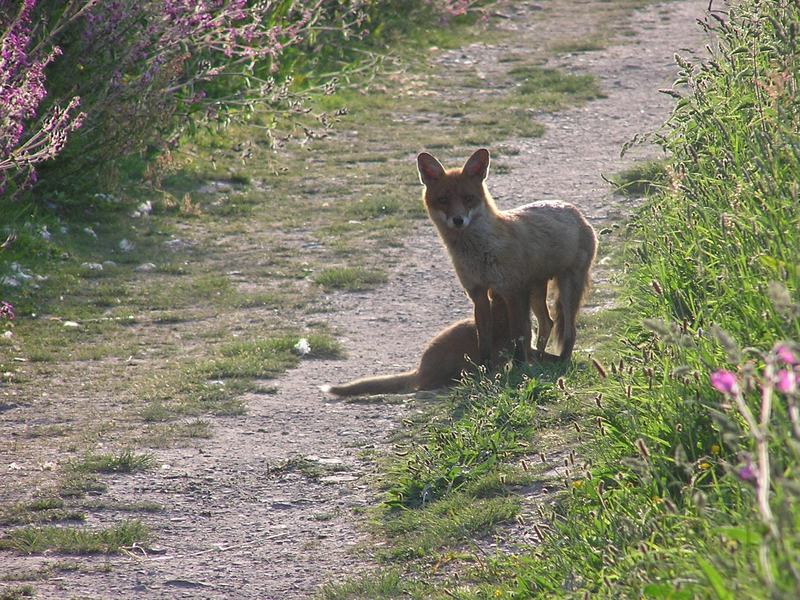 Vixen looking straight ahead towards the camera, with cub suckling, standing on dusty grey path.