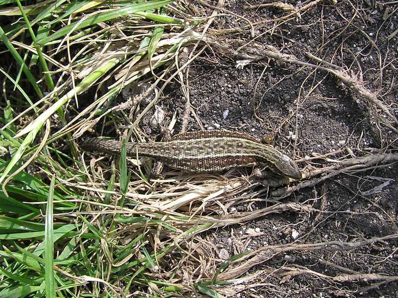 Close up of small brown lizard on soil path.