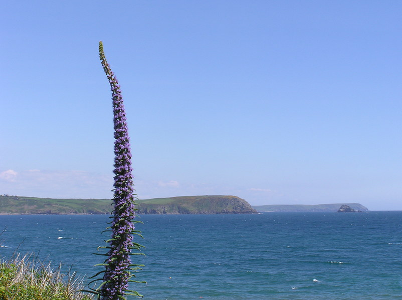 Blue skies, grassy headland a long way in the distance over the sea, strange tall and skinny purple plant in the foreground.