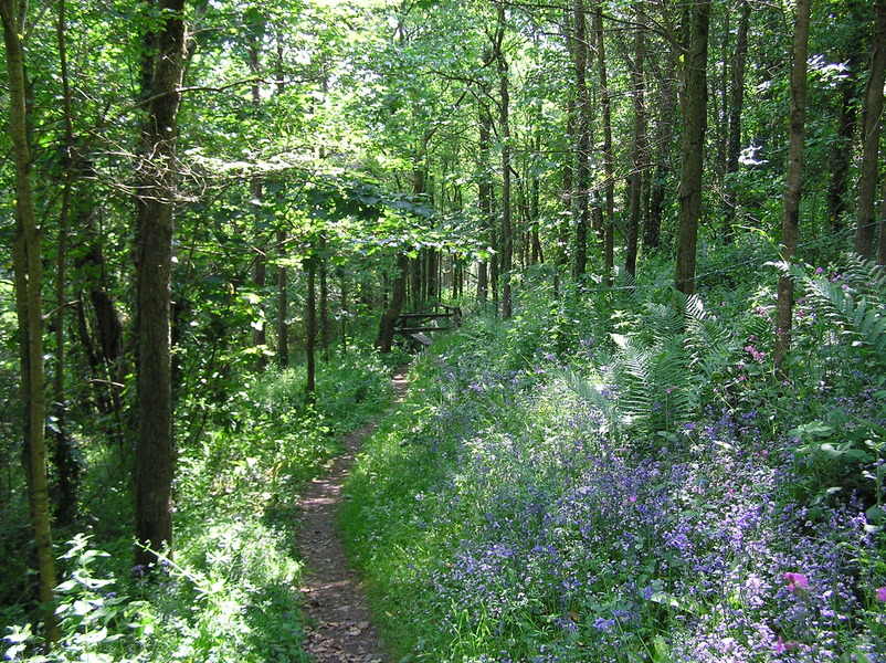 Path going downhill through trees, mottled sunlight on green undergrowth, lots of bluebells.