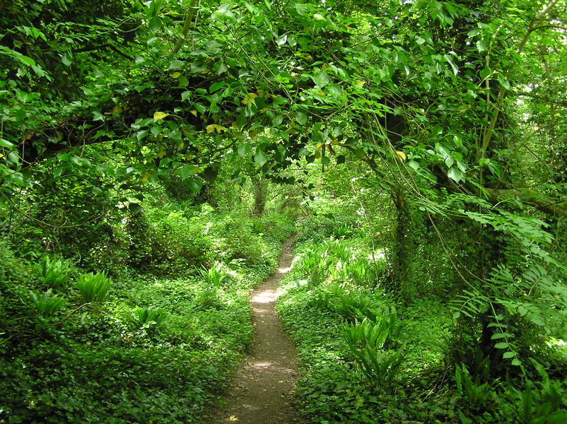 Path leading through ivy-covered trees, and forest floor covered with ferns and ivy.